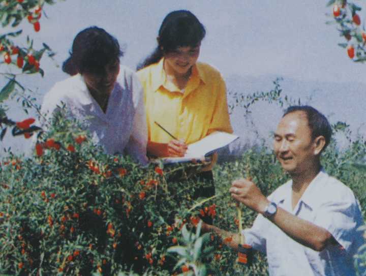 山西黑玉米种植基地_山西黑玉米致富经_山西有机黑玉米