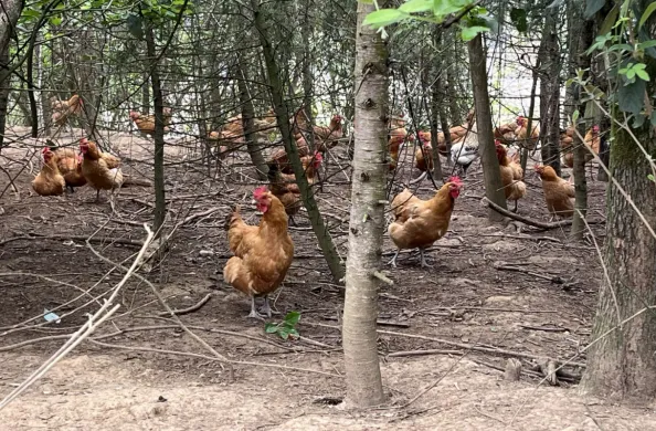 肉鸡养殖场_息烽肉鸡养殖致富_肉鸡养殖户