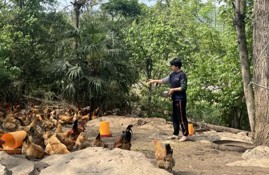 肉鸡养殖户_息烽肉鸡养殖致富_肉鸡养殖场