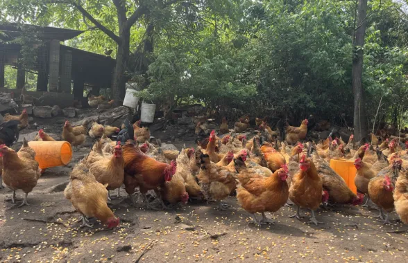 息烽肉鸡养殖致富_肉鸡养殖户_肉鸡养殖场