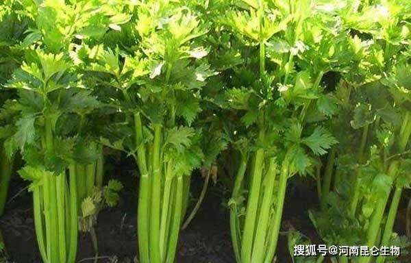 芹菜能重茬种吗？芹菜的种植方法和时间？芹菜重茬根腐防治施肥建议