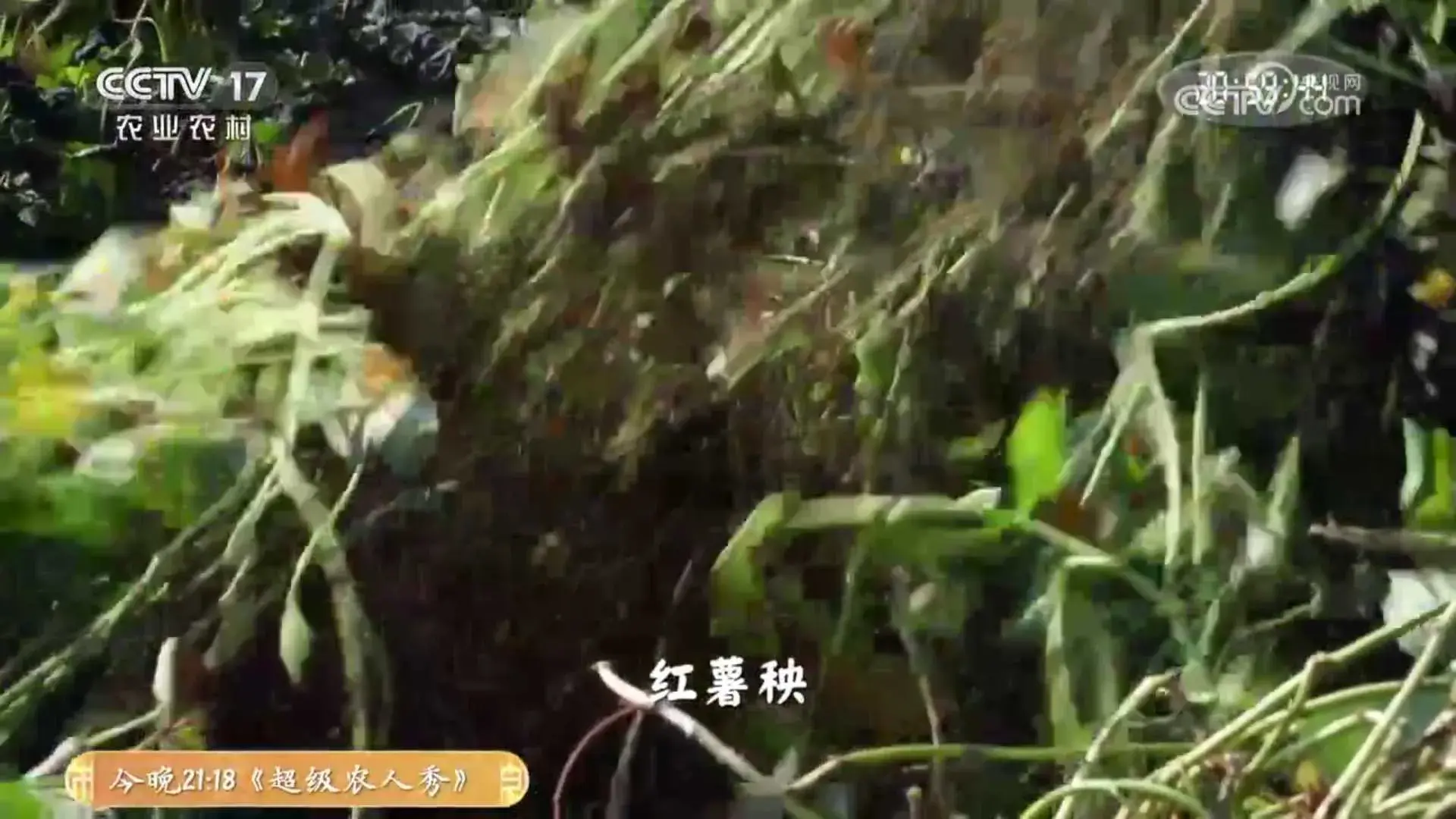 致富经放养黑猪_黑猪致富经_致富经黑猪养殖
