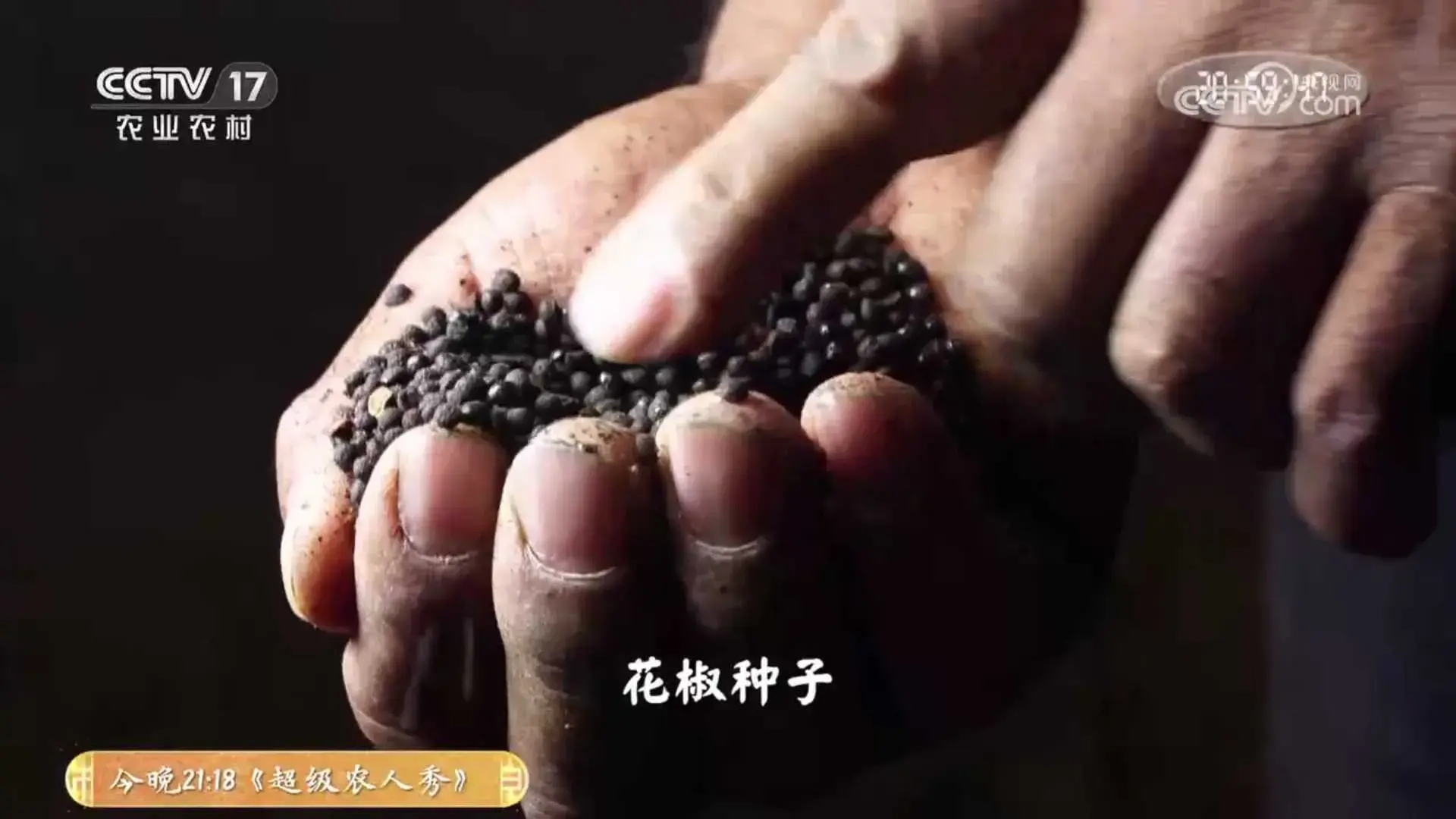 致富经黑猪养殖_致富经放养黑猪_黑猪致富经