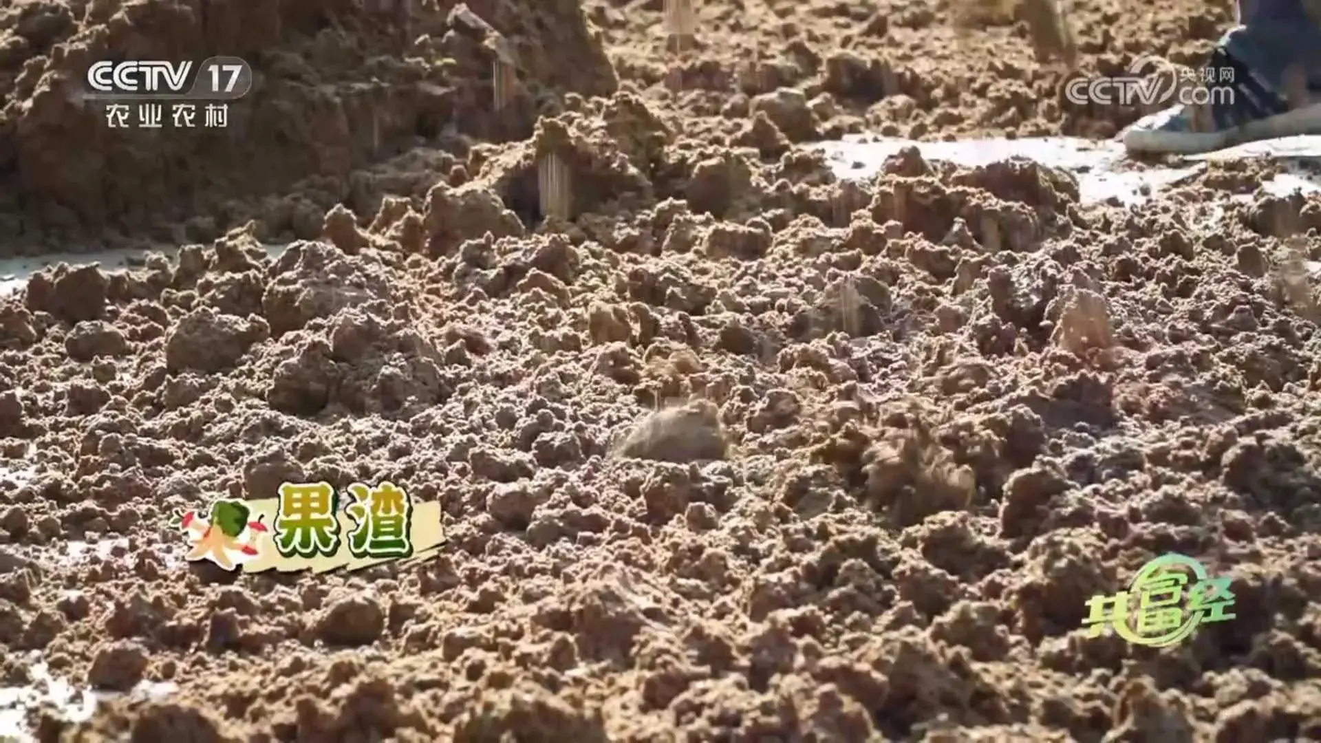 黑猪致富经_致富经放养黑猪_致富经黑猪养殖