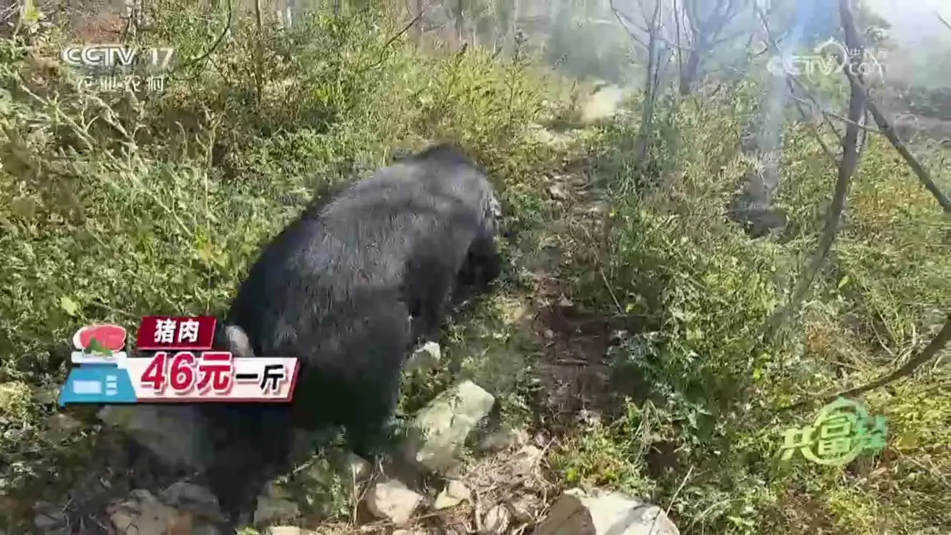 致富经黑猪养殖_黑猪致富经_致富经放养黑猪