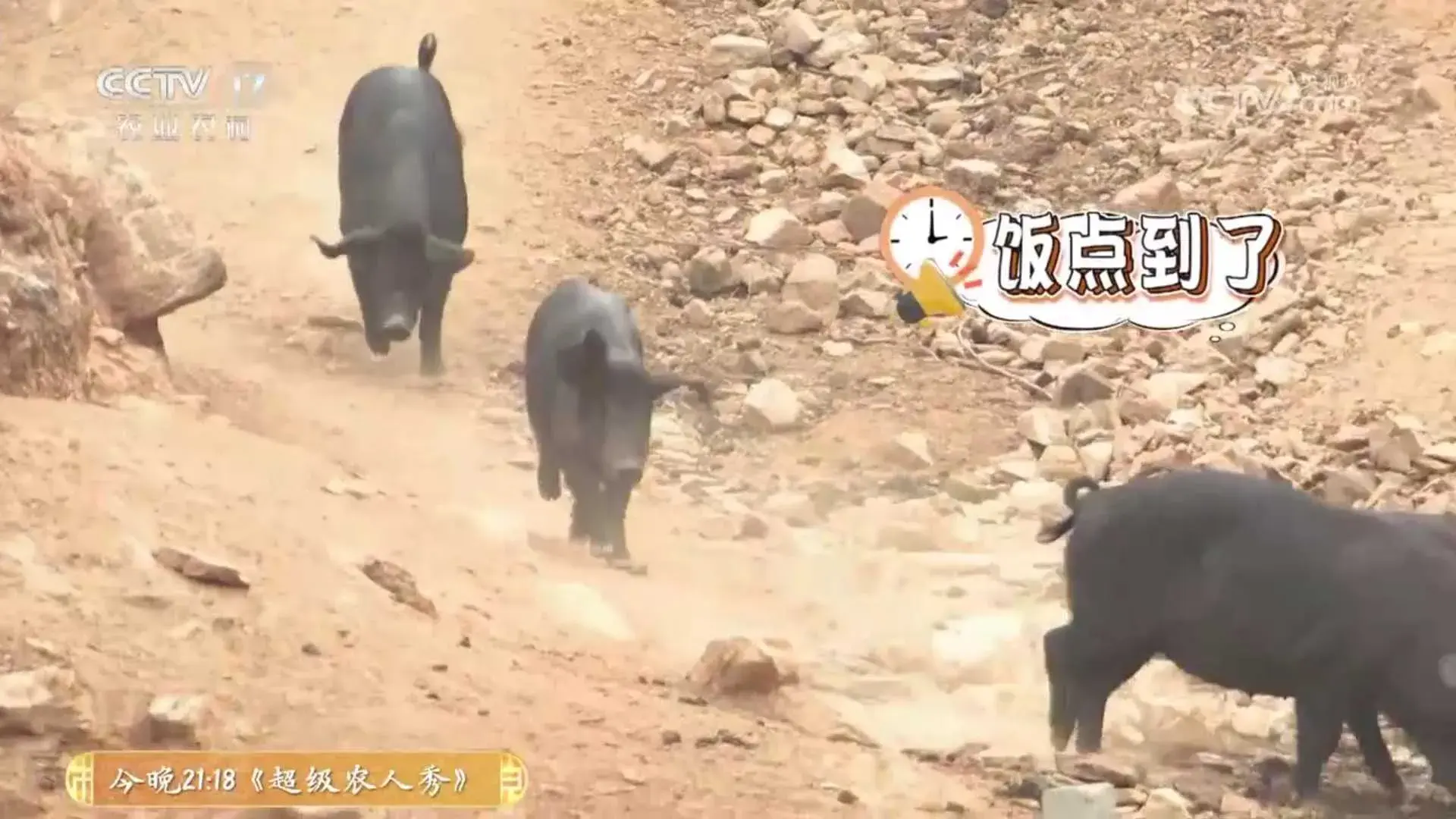 致富经黑猪养殖_黑猪致富经_致富经放养黑猪