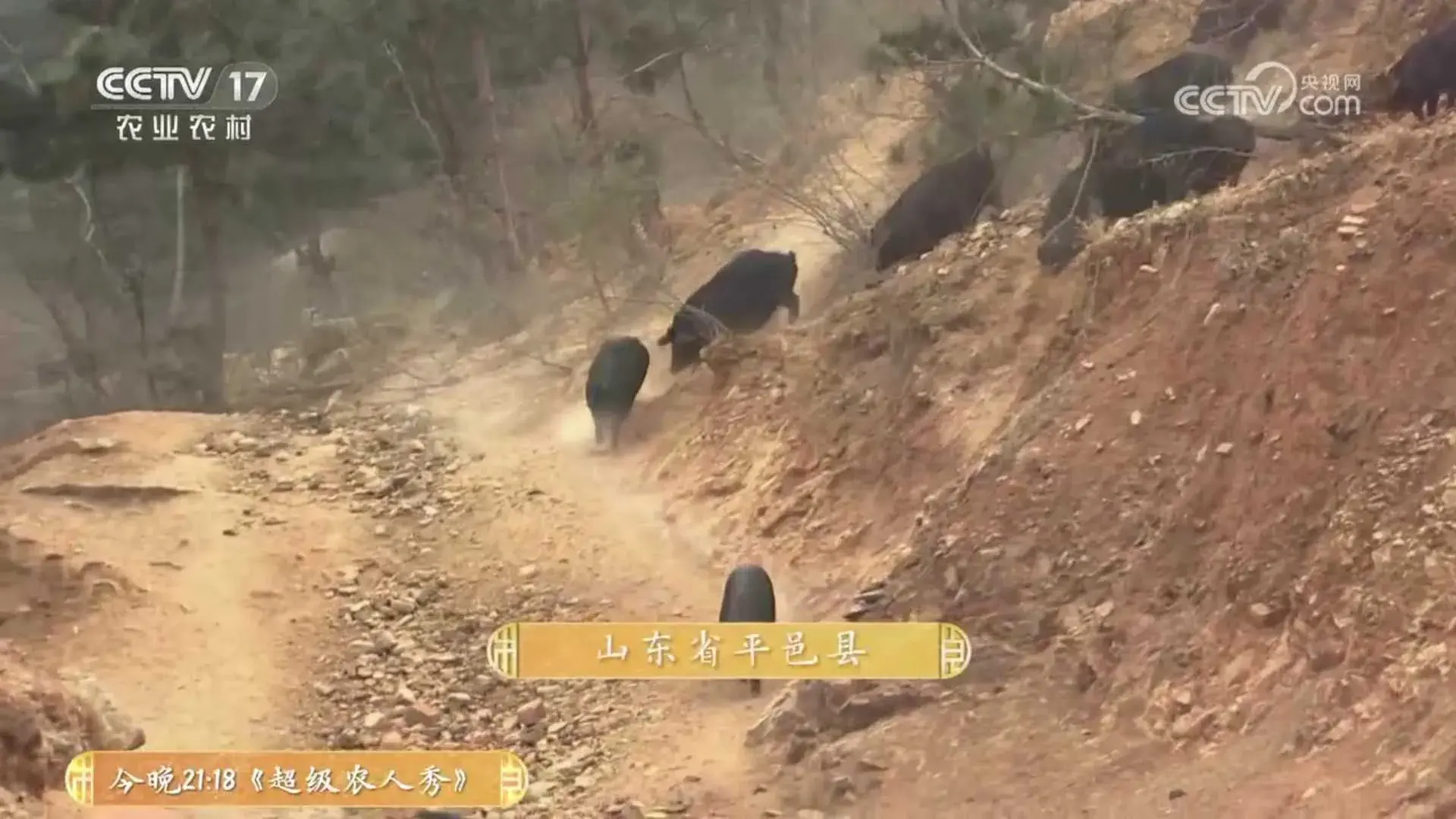 黑猪致富经_致富经放养黑猪_致富经黑猪养殖