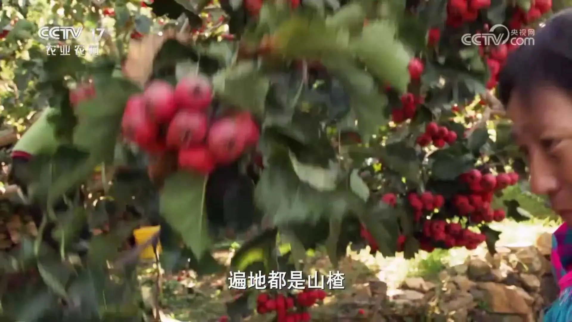 黑猪致富经_致富经放养黑猪_致富经黑猪养殖