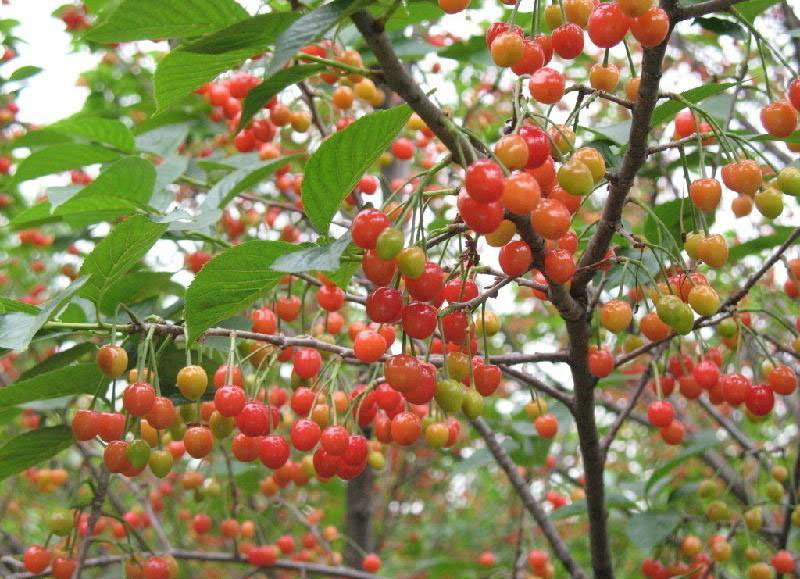 银杏种植技术_银杏种植技术与管理_银杏种植技术大全