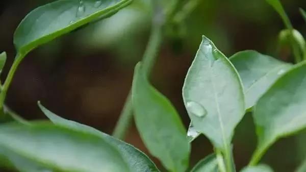 芹菜大棚种植早春技术与管理_芹菜大棚种植早春技术要点_大棚早春芹菜种植技术