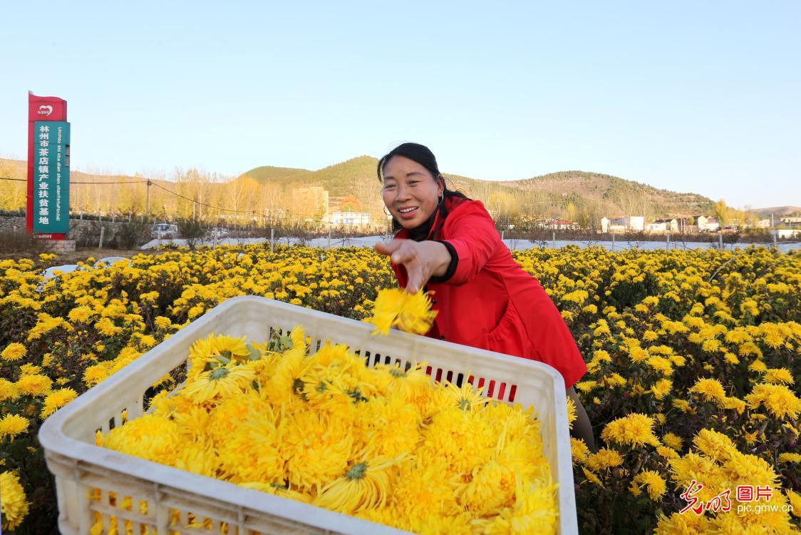 致富经皇菊_致富经皇菊_致富经皇菊