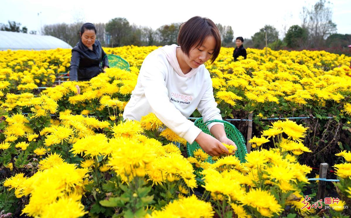 致富经皇菊_致富经皇菊_致富经皇菊