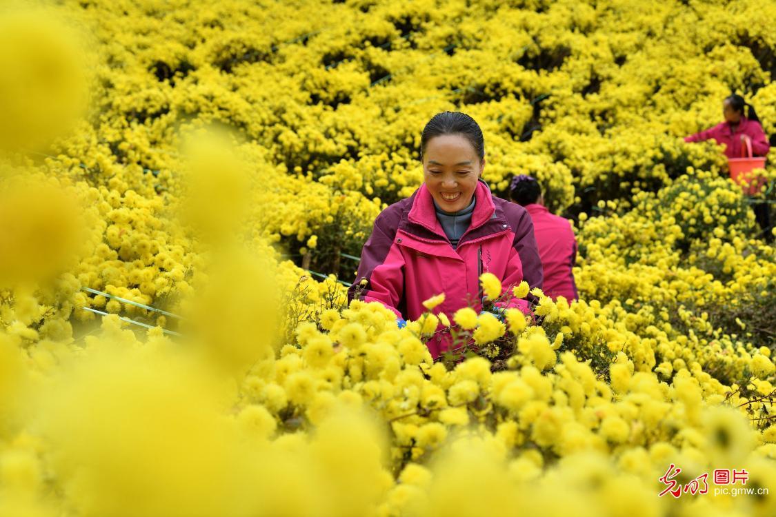 致富经皇菊_致富经皇菊_致富经皇菊