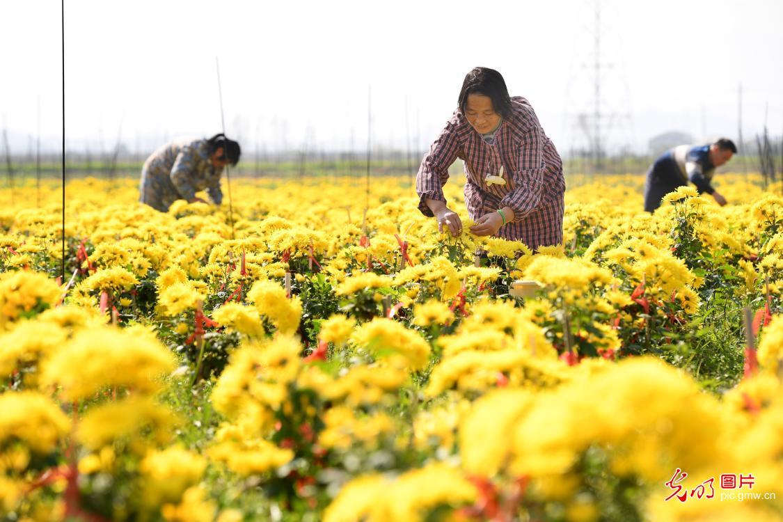 致富经皇菊_致富经皇菊_致富经皇菊