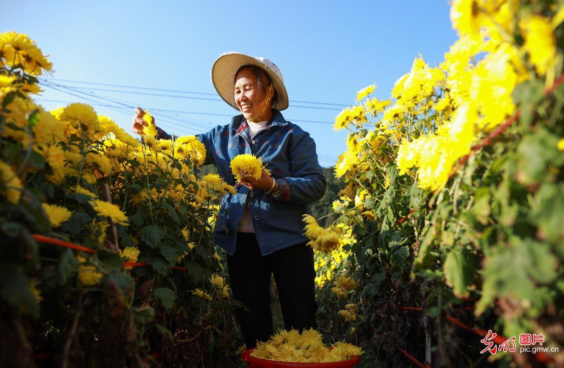 致富经皇菊_致富经皇菊_致富经皇菊