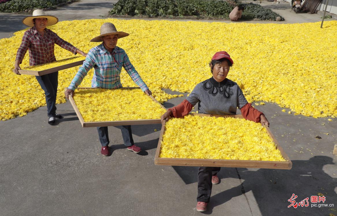 致富经皇菊_致富经皇菊_致富经皇菊