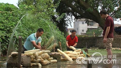 [致富经]巨型丝瓜里的财富玄机(20150925)