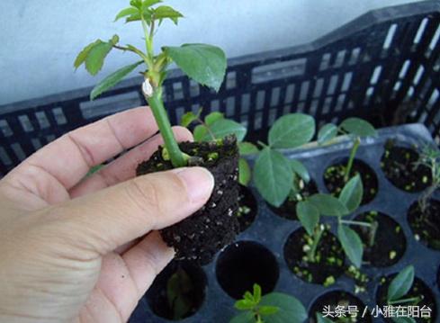 玫瑰花盆栽种植方法和注意事项_玫瑰种植方案_玫瑰盆景种植技术