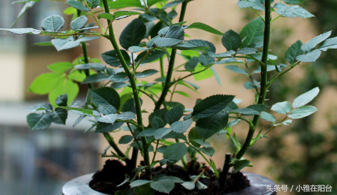 玫瑰花盆栽种植方法和注意事项_玫瑰种植方案_玫瑰盆景种植技术