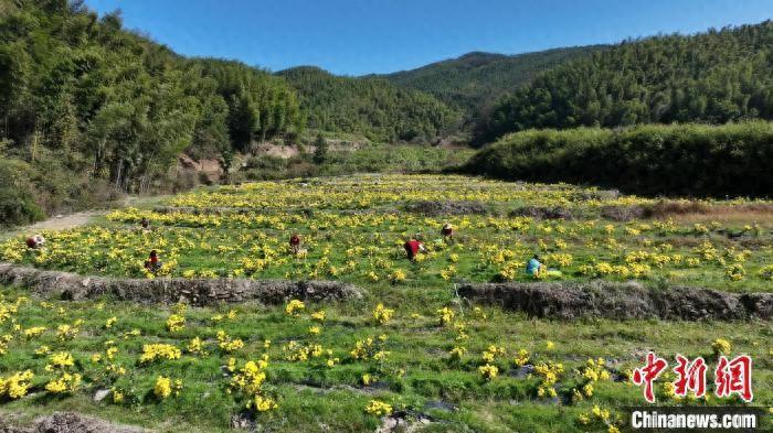 （乡村行·看振兴）江西南昌：皇菊基地采摘忙 绘就致富好“丰”景