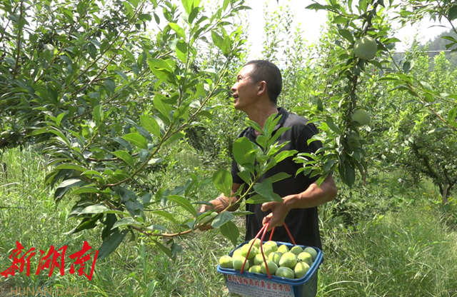 种植经果林走上致富路_致富经果树_致富经种水果