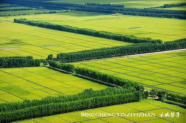 双鸭山种植致富_双鸭山养殖场_双鸭山苗圃