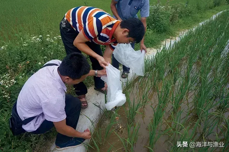 致富经台湾泥鳅芝_致富经台湾泥鳅芝_致富经台湾泥鳅芝