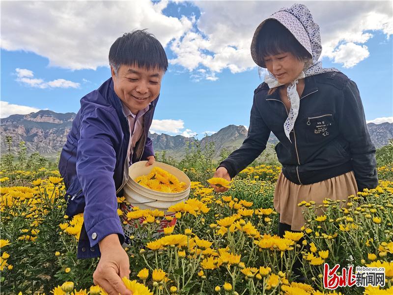 第一书记在俺村｜严春晓：皇菊花开“金银”来