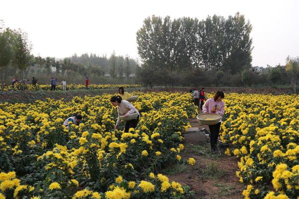 致富经皇菊_致富经皇菊_致富经皇菊