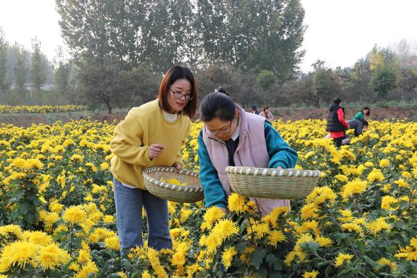 致富经皇菊_致富经皇菊_致富经皇菊