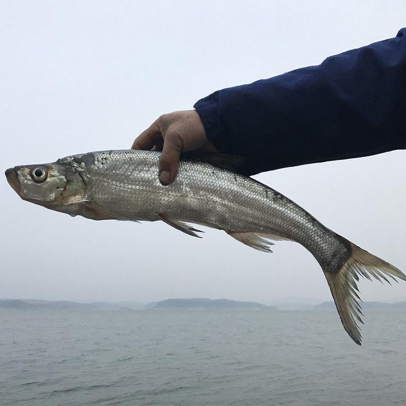 致富经台湾泥鳅芝_致富经台湾泥鳅芝_致富经台湾泥鳅芝