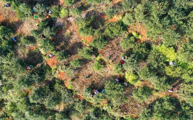 致富果树_种植经果林走上致富路_致富经果树种植视频