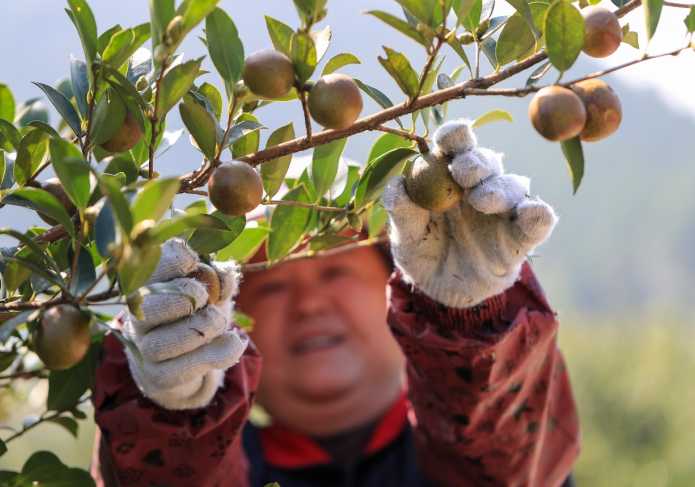 致富经果树种植视频_种植经果林走上致富路_致富果树