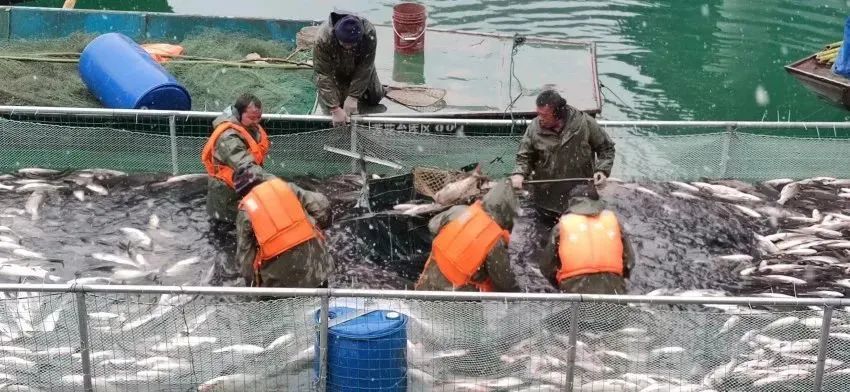 商南：莲花湖水库发展大水面养殖产业初显成效