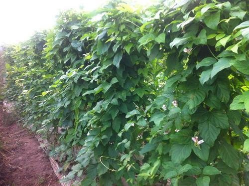 刀豆栽培技术视频_种植刀豆的视频_刀豆种植技术视频