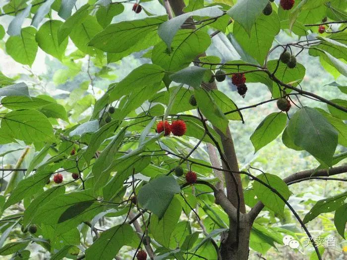 决明子种植致富_决明子种子种植方法_种植决明子能赚钱吗