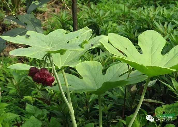 决明子种子种植方法_种植决明子能赚钱吗_决明子种植致富