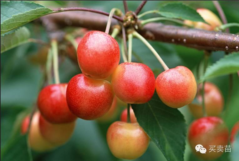 决明子种子种植方法_决明子种植致富_种植决明子能赚钱吗