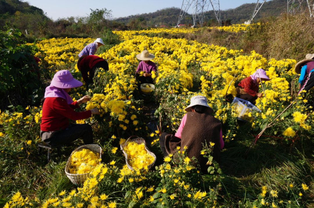 致富经皇菊_致富经皇菊_致富经皇菊