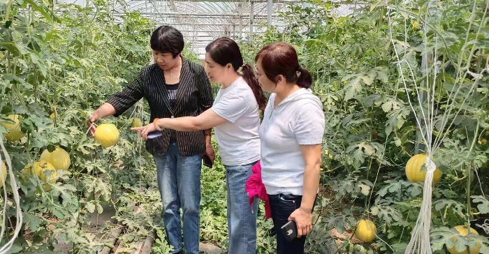 西瓜种植大户新闻_种植西瓜致富新闻_新闻致富西瓜种植视频