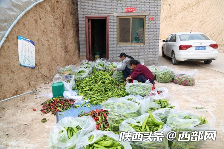 农业种植致富项目西瓜_种植西瓜致富新闻_致富经西瓜种植全视频