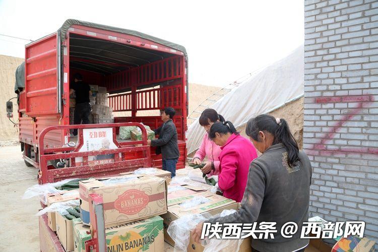 农业种植致富项目西瓜_种植西瓜致富新闻_致富经西瓜种植全视频