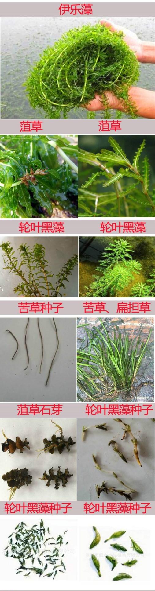 金鱼澡种子怎么种植_轮叶黑澡种植技术_叶菜种植技术员