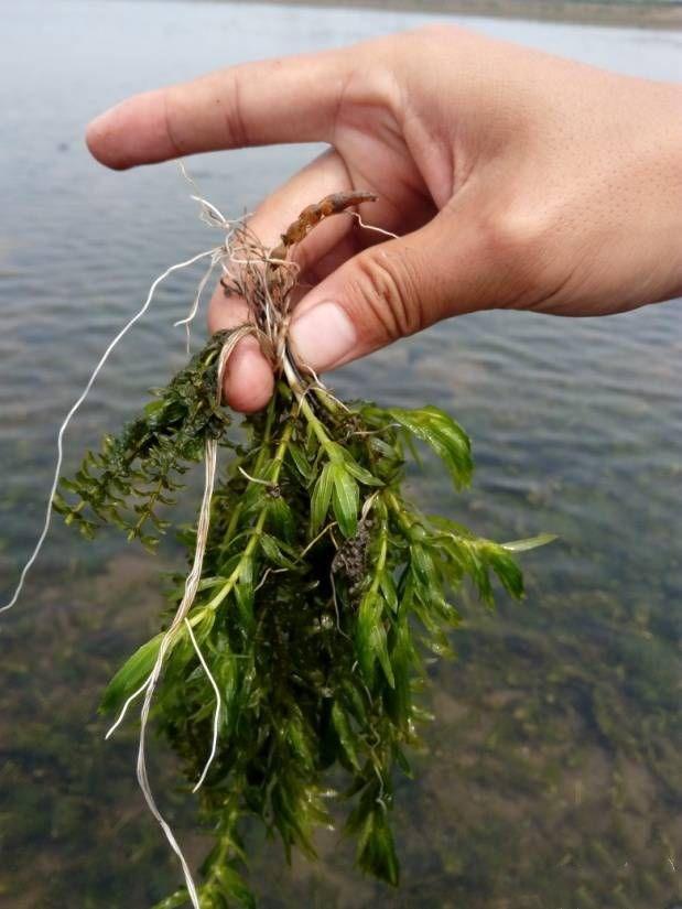 轮叶黑澡种植技术_金鱼澡种子怎么种植_叶菜种植技术员