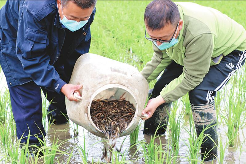 致富经台湾泥鳅芝_致富经台湾泥鳅芝_致富经台湾泥鳅芝