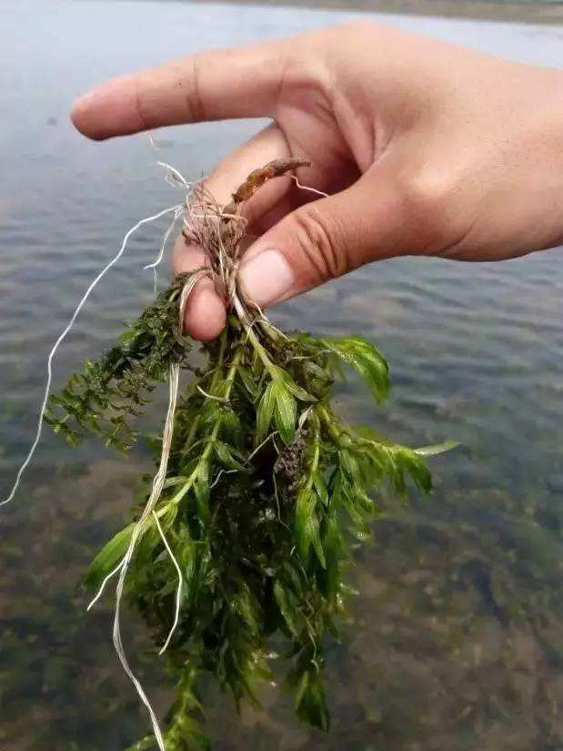 种轮叶黑藻_轮叶黑澡种植技术_肾蕨叶态优美易于种植