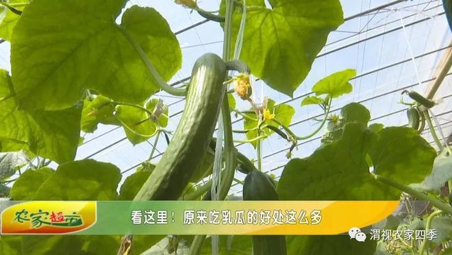 致富经菜青虫视频_菜青虫图片_菜青虫养殖技术