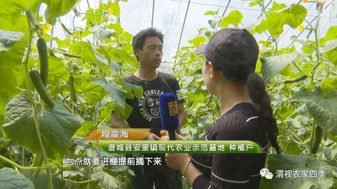 菜青虫养殖技术_菜青虫图片_致富经菜青虫视频