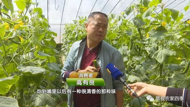 致富经菜青虫视频_菜青虫养殖技术_菜青虫图片