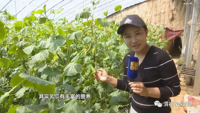 致富经菜青虫视频_菜青虫养殖技术_菜青虫图片